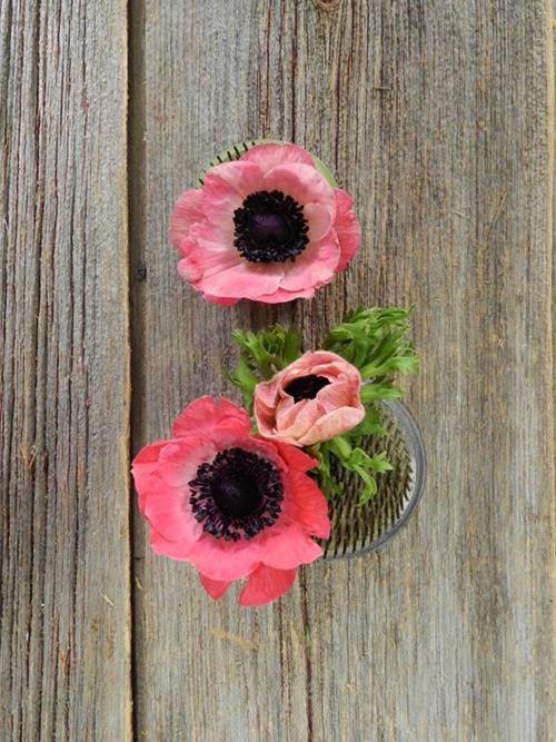  PINK ANEMONE